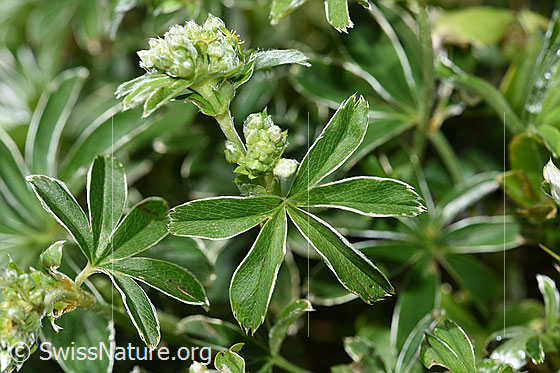 Photo: Alchemilla nitida. Leaves and blossoms.