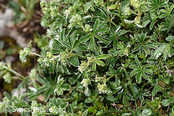 Photo: Alchemilla nitida. Whole plant (habiti).