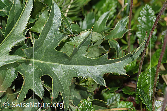 Photo: Carduus defloratus ssp. defloratus. Leaf top.