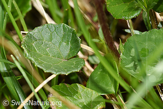 Photo: Homogyne alpina. Leaf.