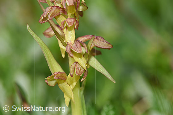 Foto: Grüne Hohlzunge (Coeloglossum viride). Blüten.