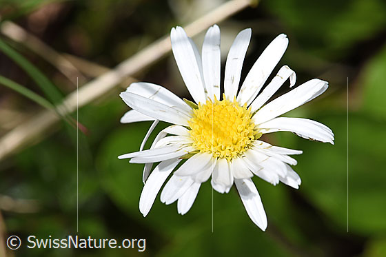 Photo: Aster bellidiastrum. Blossom.