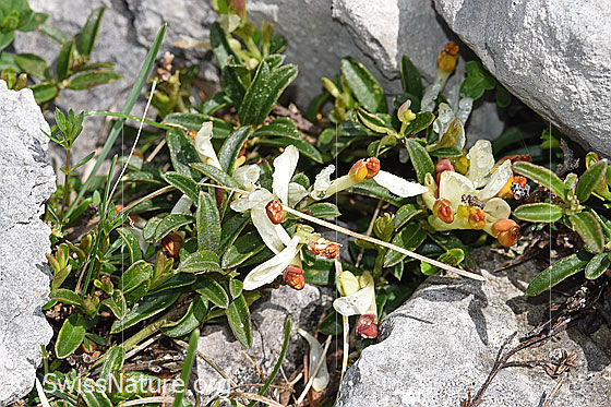 Photo: Polygala Chamaebuxus. Whole plant (habiti).