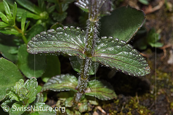 Foto: Alpenhelm (Bartsia alpina). Stängel und Blätter.