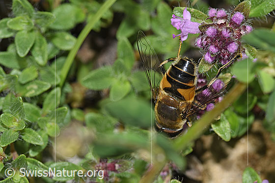 Foto: Gemeine Keilfleckschwebfliege (Eristalis pertinax) an Vielhaarigem Thymian (Thymus praecox ssp. polytrichus). Länge 11 - 16mm. Weibchen. Ansicht von hinten oben.