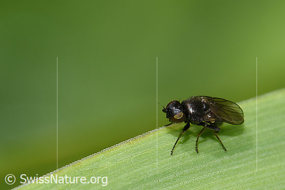 Siphonella oscinina (Halmfliege)