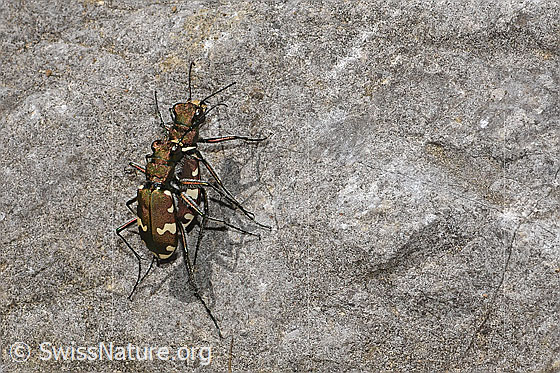 Foto: Berg-Sandlaufkäfer (Cicindela sylvicola). Paarung. Ansicht von schräg oben.