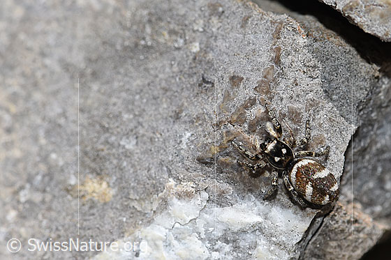 Foto: Zebra-Springspinne (Salticus scenicus). Ansicht von oben.