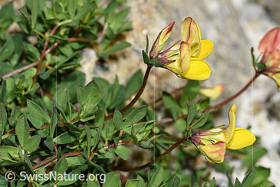 Photo: Lotus alpinus. Blossoms, stem and leaves.