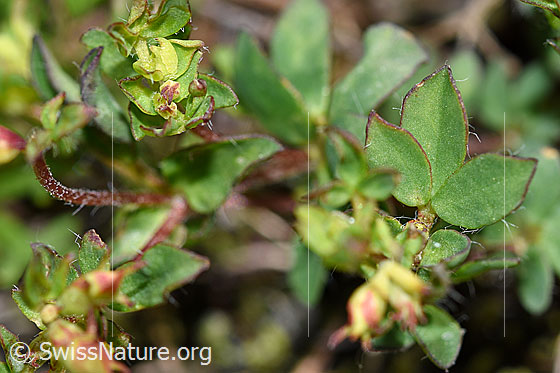 Photo: Lotus alpinus. Leaves.