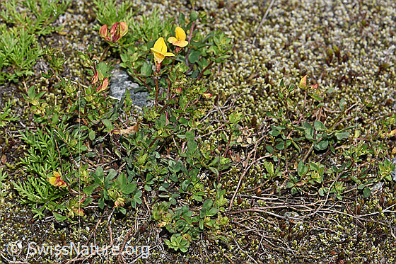 Photo: Lotus alpinus. Whole plant (habiti).