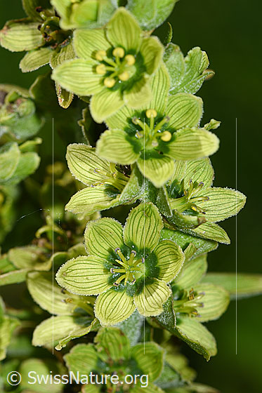 Foto: Weisser Germer (Veratrum album ssp. lobelianum). Blüten.