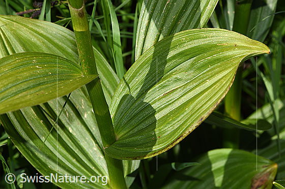 Foto: Weisser Germer (Veratrum album ssp. lobelianum). Stängel und Blätter.
Lat.: Veratrum album ssp. lobelianum.
Familie: Melanthiaceae (Germergewächse)
Gattung: Veratrum (Germer)