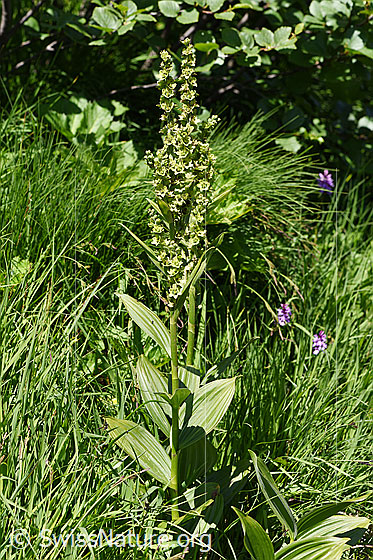 Foto: Weisser Germer (Veratrum album ssp. lobelianum). Ganze Pflanze (Habitus)