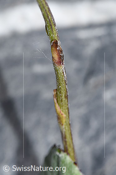 Photo: Tussilago farfara. Stem.