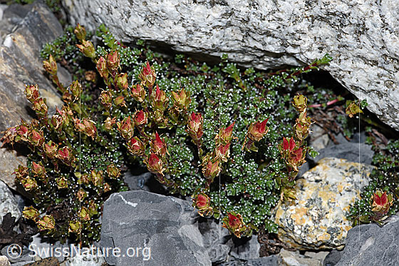 Photo: Saxifraga oppositifolia. Whole plant (habiti). Faded.