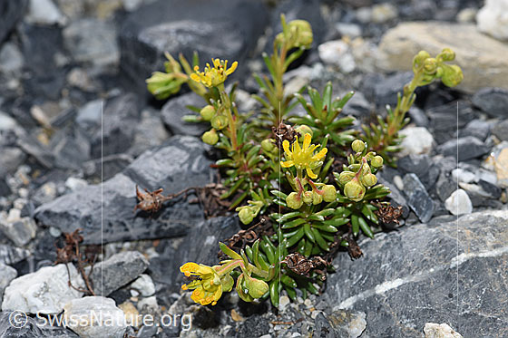 Foto: Bewimperter Steinbrech (Saxifraga aizoides). Ganze Pflanze mit Blüten.