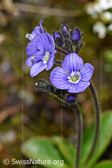 Foto: Blattloser Ehrenpreis (Veronica aphylla). Blüten.