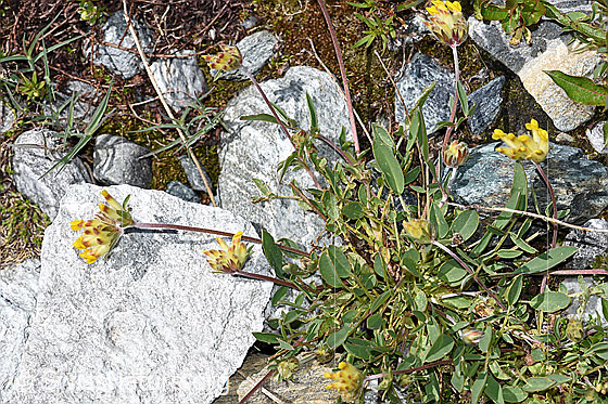Photo: Anthyllis vulneraria ssp. Alpestris. Whole plant (habiti).