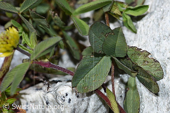 Foto: Braun-Klee (Trifolium badium). Blätter und Stängel.
