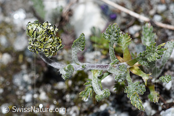 Photo: Artemisia genipi. Blossoms, stem and stem leaves.