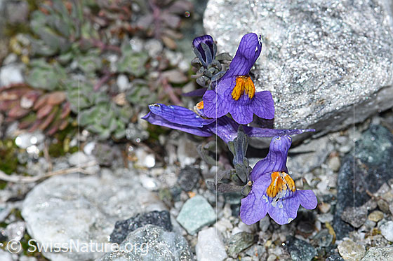 Photo: Linaria alpina. Blossoms.