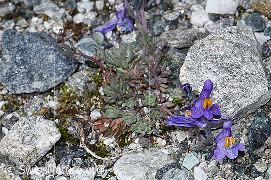 Photo: Linaria alpina. Whole plant (habiti).
