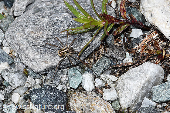 Photo: Probably Mitopus morio. View from above.