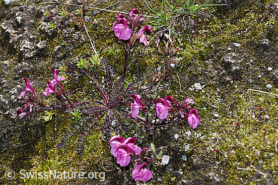 Photo: Pedicularis kerneri. Whole plant (habiti).
