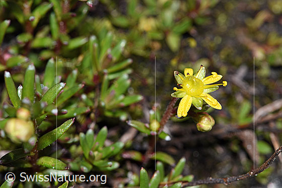 Photo: Saxifraga aizoides. Blossom, stem and leaves.