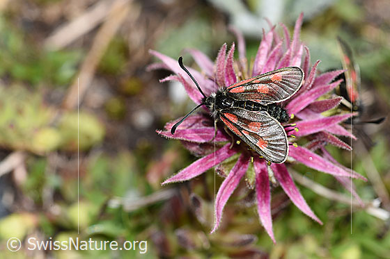 Photo: Zygaena exulans on Sempervivum montanum. View from above.