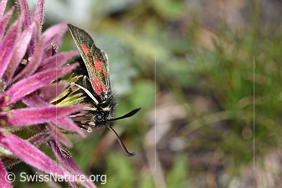 Foto: Alpen-Widderchen (Zygaena exulans) auf Berg-Hauswurz (Sempervivum montanum). Ansicht von schräg vorne.