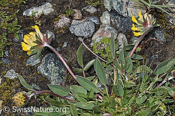 Foto: Alpen-Wundklee (Anthyllis vulneraria ssp. alpestris). Ganze Pflanze (Habitus).