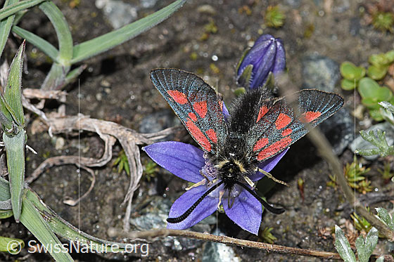 Foto: Alpen-Widderchen (Zygaena exulans) auf Mont Cenis-Glockenblume (Campanula cenisia). Flügel geöffnet. Ansicht von schräg vorne oben.