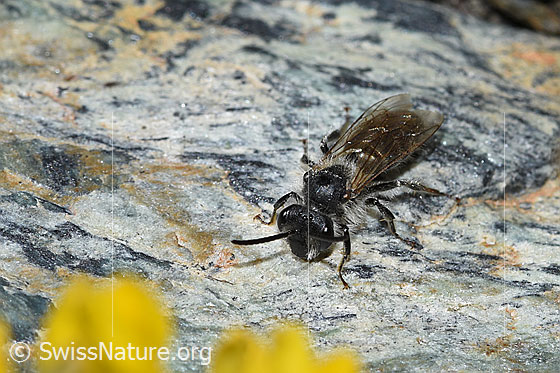 Photo: Probably Andrena minutula length 5 - 7mm. View diagonally from the front.