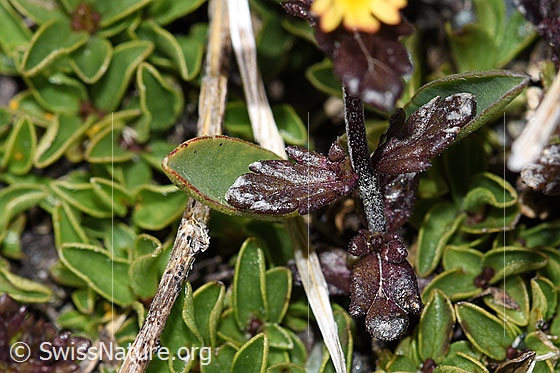 Photo: Euphrasia minima. Leaves and stem.