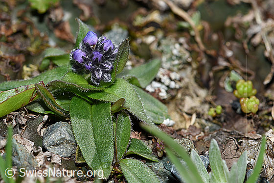 Photo: Myosotis alpestris. Whole plant (habiti).