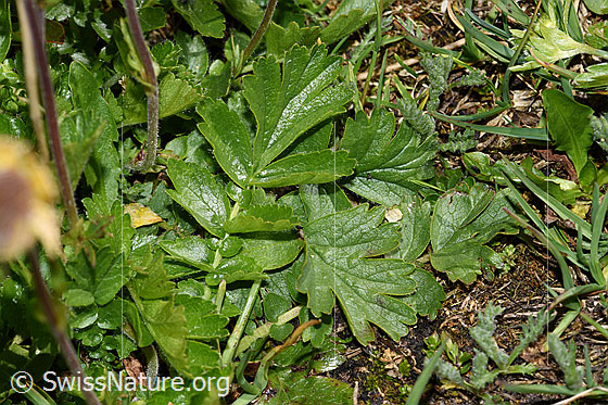 Photo: Geum reptans. Leaves.