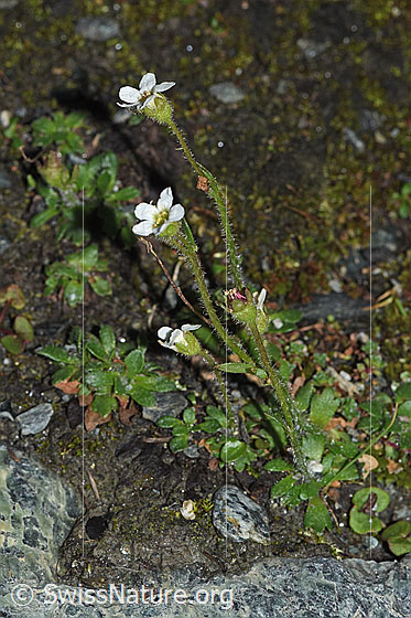 Foto: Mannsschild-Steinbrech (Saxifraga androsacea). Ganze Pflanze (Habitus).