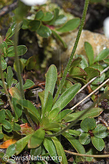 Photo: Androsace obtusifolia. Leaves and stem.