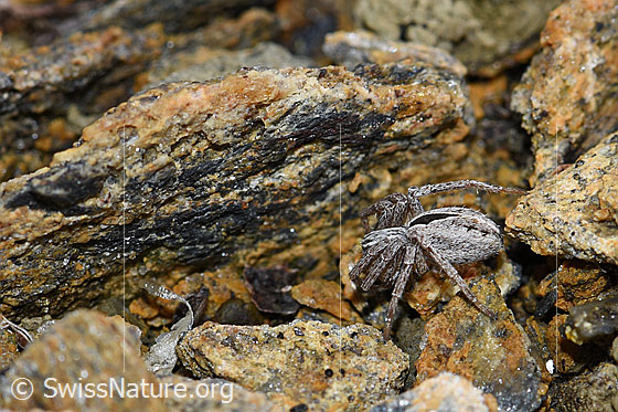 Foto: Wahrscheinlich Thanatus coloradensis (= T. alpinus). Weibchen.
Körpergrösse: 7mm. Ansicht von der Seite.
