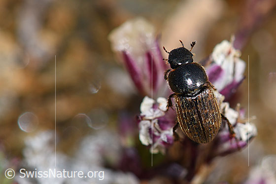 Foto: Heptaulacus testudinarius (Blatthornkäfer). Ansicht von oben.