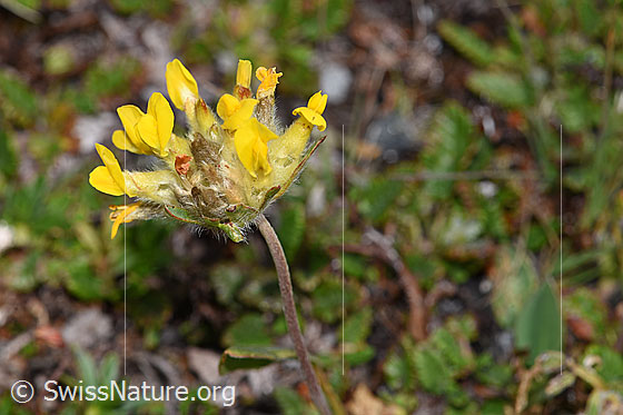 Photo: Anthyllis vulneraria ssp. Alpestris. Inflorescence and stem. View from the side.