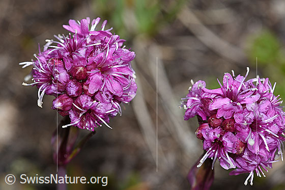 Foto: Alpen-Pechnelke (Silene suecica). Blüten.