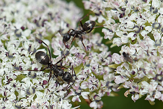 Photo: Two Formica lemani on Ligusticum mutellinoides. Length 4.5 - 6.5mm.