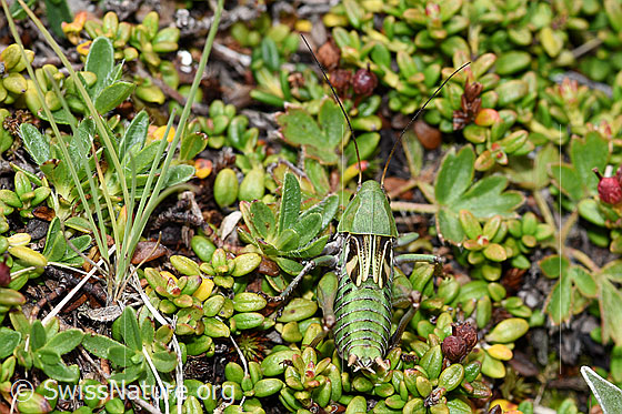 Foto: Warzenbeisser (Decticus verrucivorus). Männchen. Nymphenstadium 7. Ansicht von oben.
