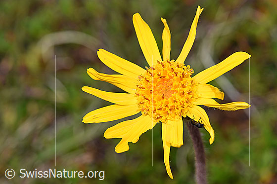 Foto: Arnika (Arnica montana). Blüte.