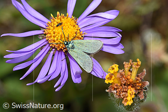 Photo: Probably Adscita geryon on Aster alpinus. View from above.