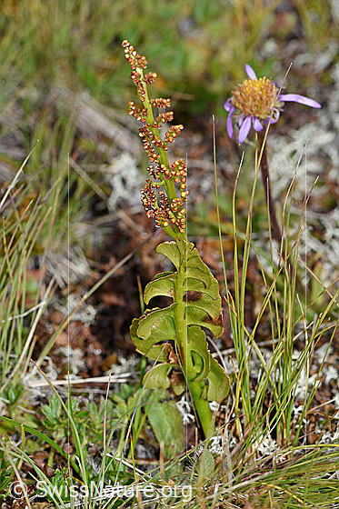 Echte Mondraute (Botrychium lunaria)