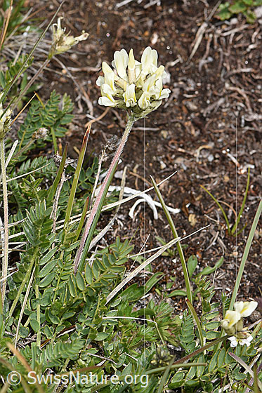 Foto: Alpen-Spitzkiel (Oxytropis campestris). Ganze Pflanze (Habitus).